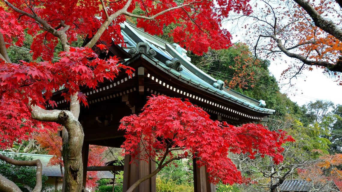8 Classic Temples with Beautiful Fall Landscapes - Tokyo Business Today - All the news you need to know about Japan 8 Classic Temples with Beautiful Fall Landscapes - Tokyo Business Today - 웹