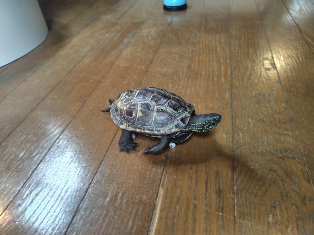 （写真提供：あめちさん）