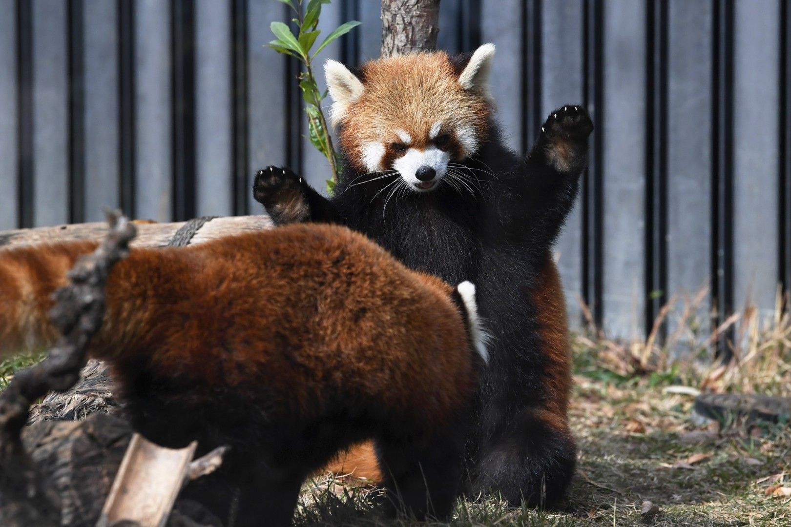 上野動物園のレッサーパンダ。2021年11月18日撮影（写真：高氏さん提供）