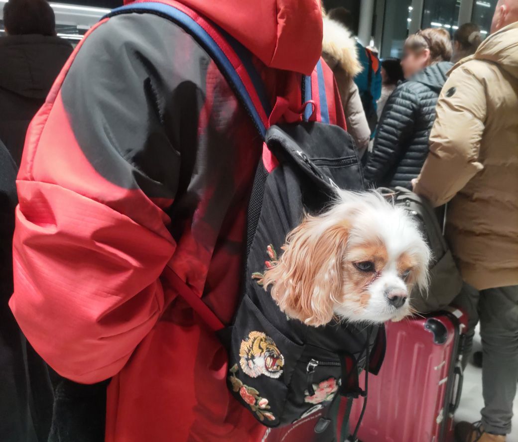 フィンランドではバッグに子犬を入れている人を発見（筆者撮影）