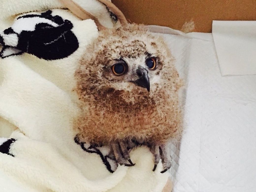 家に来たばかりのガルー。当時は段ボールの中で飼育し、寝るときは寝室にも連れて行った（写真提供：ゲンさん）