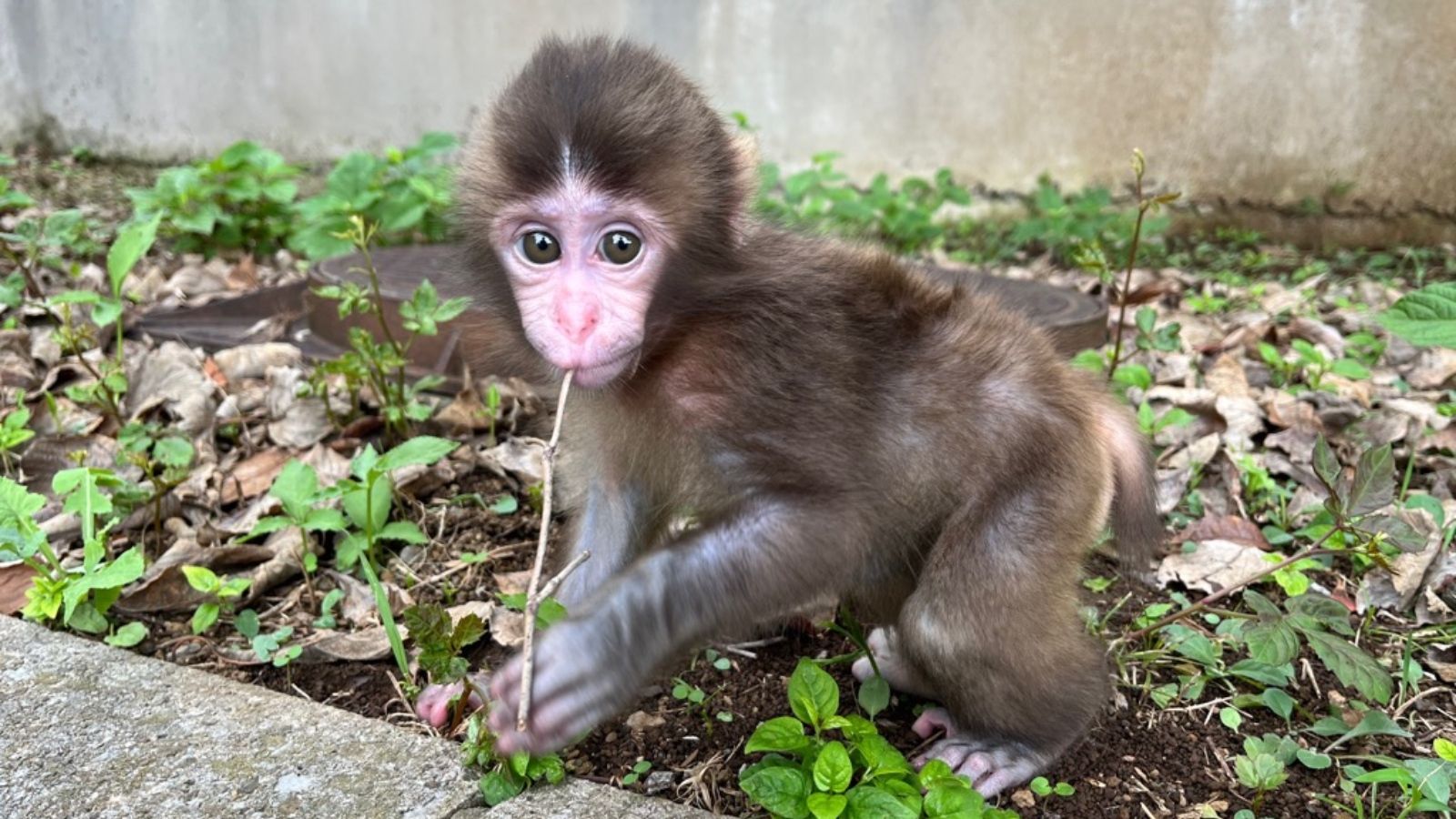 市川市動植物園　パンチくん
