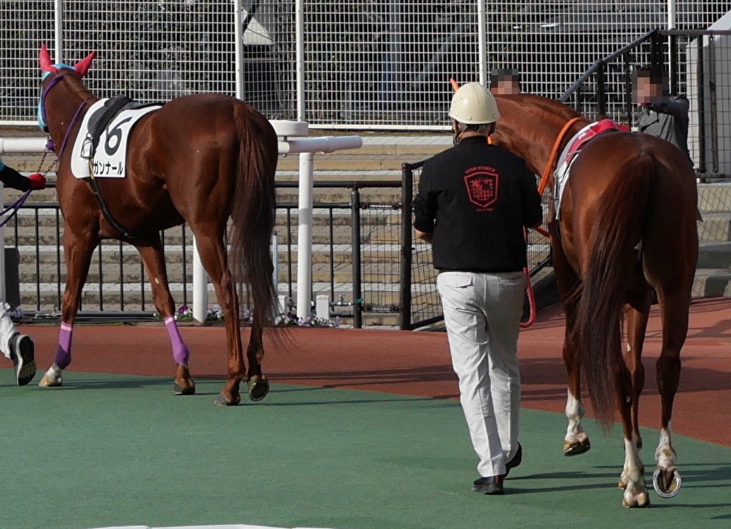 レース前にパドックを歩く出場馬たち。一歩歩くごとにお尻の筋肉がキュッと引き締まる（筆者撮影）