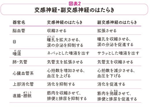 交感神経・副交感神経のはたらき