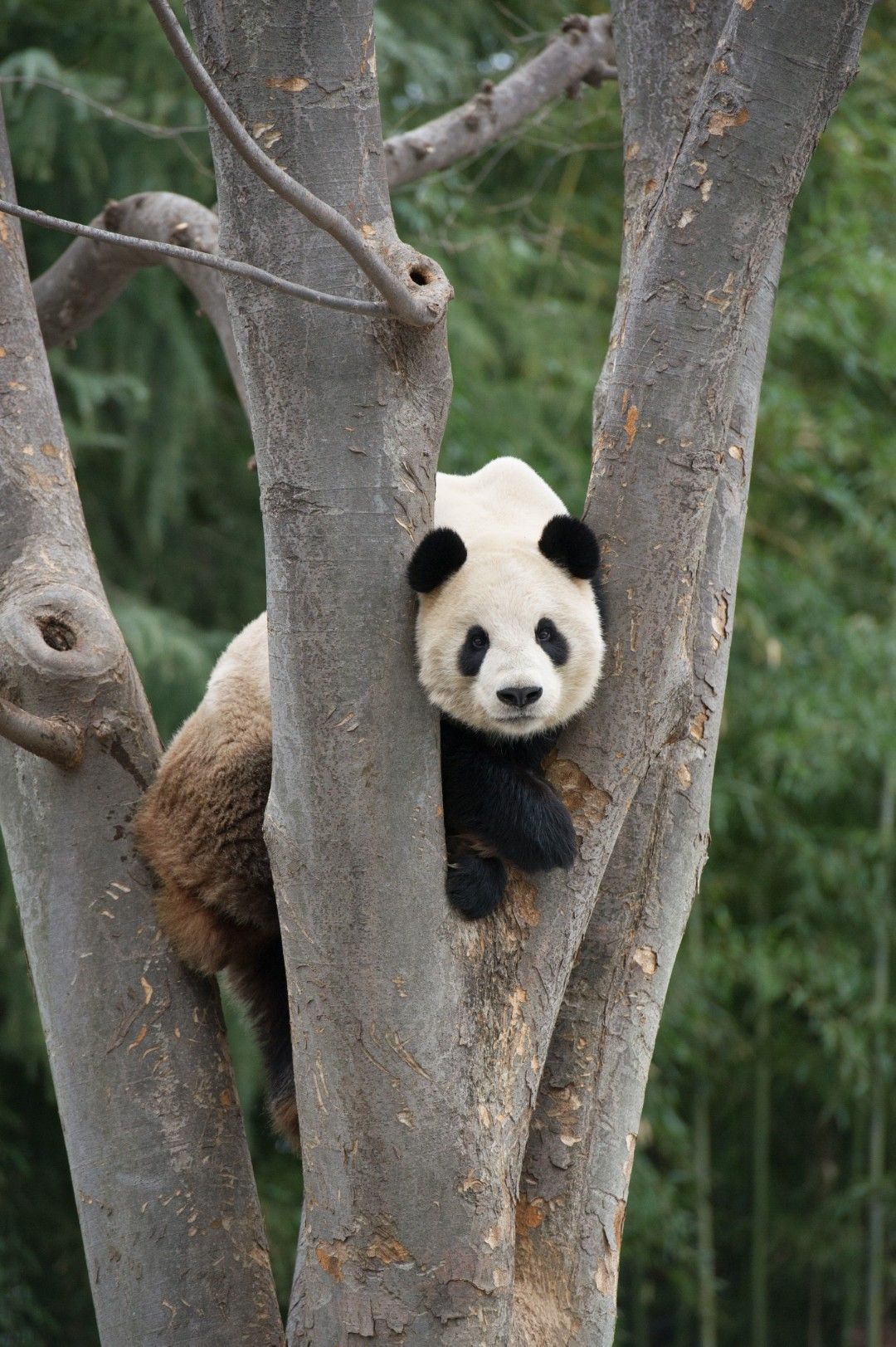 リーリー。2014年2月12日撮影（写真：高氏さん提供）