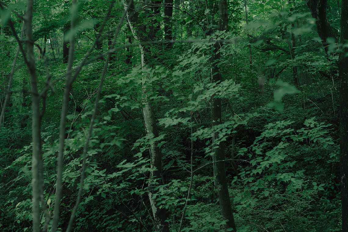 緑が美しい森