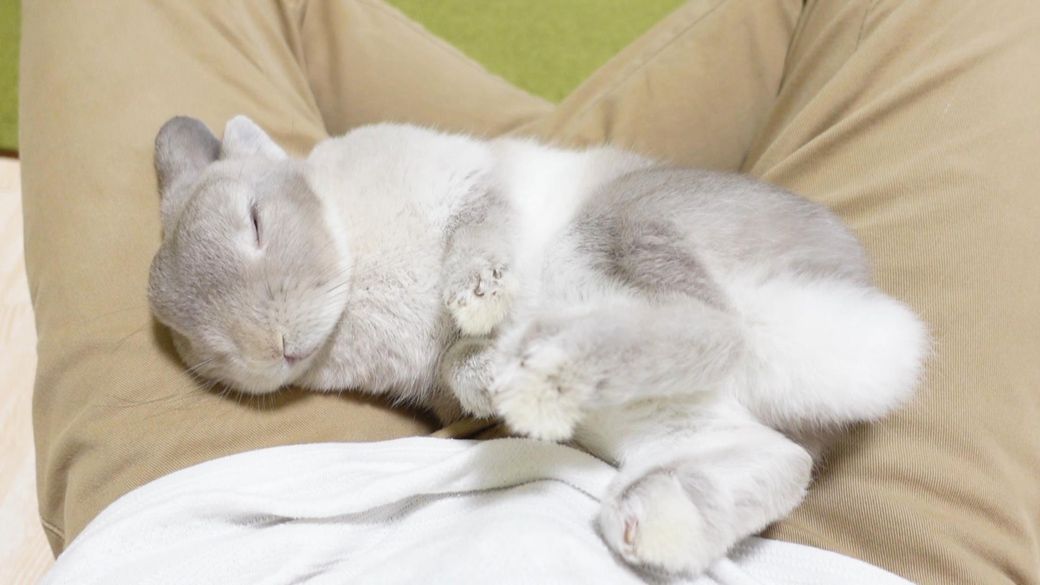 やすさんの上で目をつぶって眠るぽぽちゃん。ウサギは外敵から逃げられるよう、目を開けて寝ることが多い（写真提供：やすさん）