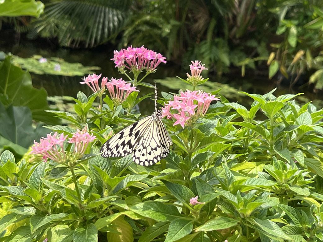 温室の中には花の蜜を吸うオオゴマダラの姿が。オオゴマダラは沖縄県の蝶に指定されている（編集部撮影）