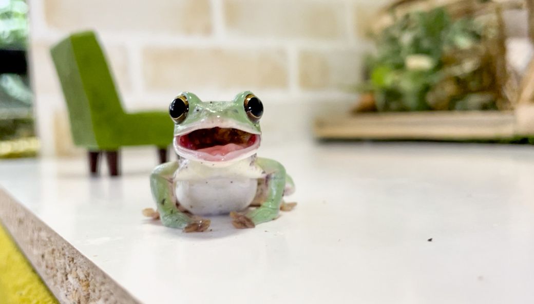 （写真提供：ぴよさん）