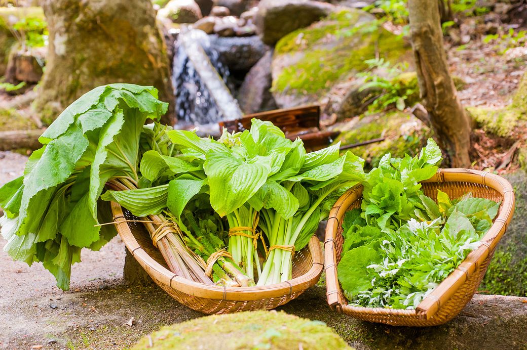 香りゆたかな旬の山菜。冬季営業が明ける春は、山菜のしゃぶしゃぶ鍋を心待ちにする常連客がたくさんいる（みたき園提供）