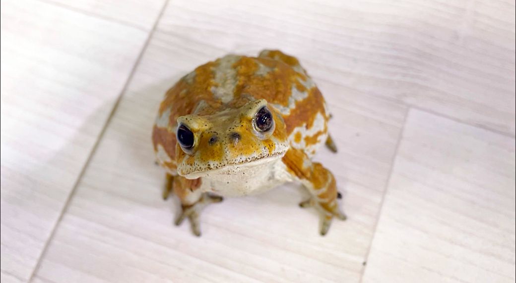 ミヤコヒキガエルのアンバー。マイさんをじっと見つめる姿が犬のよう（写真提供：ぴよさん）