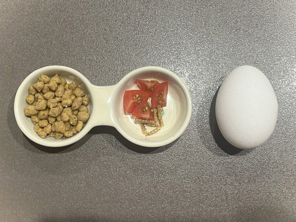 フクモモの一日の食餌量を卵の大きさと比較したもの。ペレットのほかに、果物やワーム（虫）なども食べる（写真提供：ひろさん）