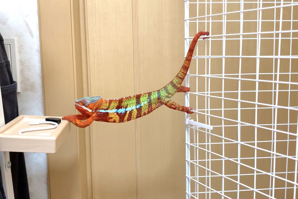 カメレオンには、カメレオンでしか得られない癒やしがあるという（写真提供：山村さん）