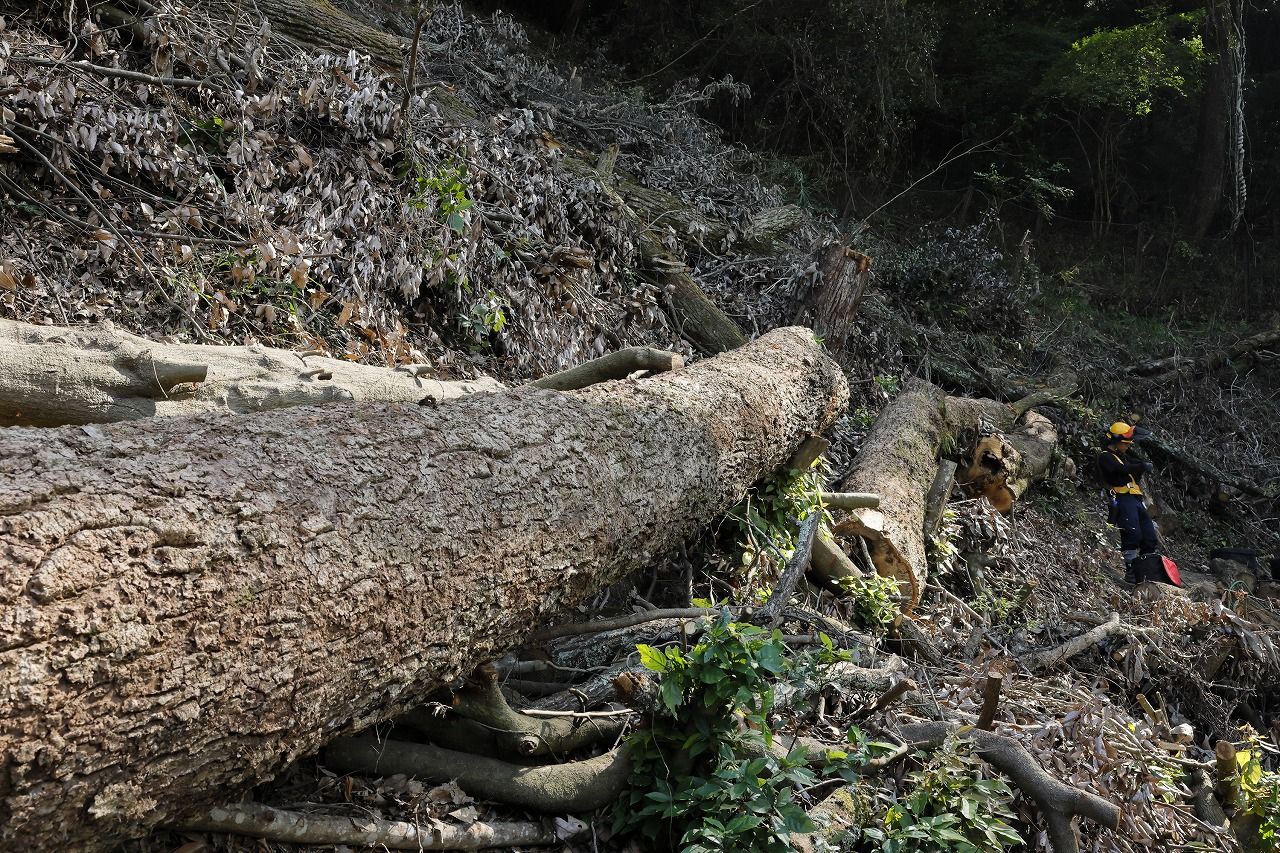 伐採が完了した木は傾斜に対し垂直に留置する「しがら工」という方法を採り落石などを防ぐ役割を持つ　（筆者撮影）