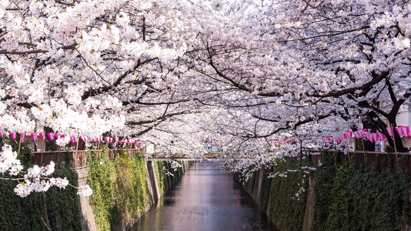 Where to See Cherry Blossoms in Tokyo | Life | The ORIENTAL ECONOMIST ...