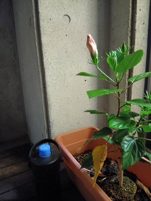 外にいるだけで汗をかく熱帯夜の日に検証した（著者撮影）