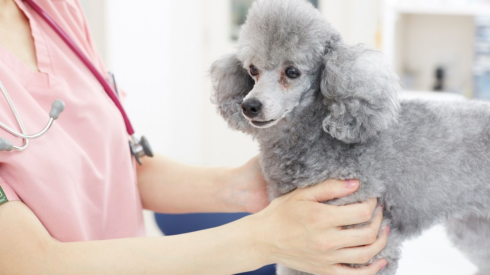 感染者の｢ペット｣を無償で預かるサービスとは 飼い主の｢もし自分が入院したら｣という不安 | ペット | 東洋経済オンライン