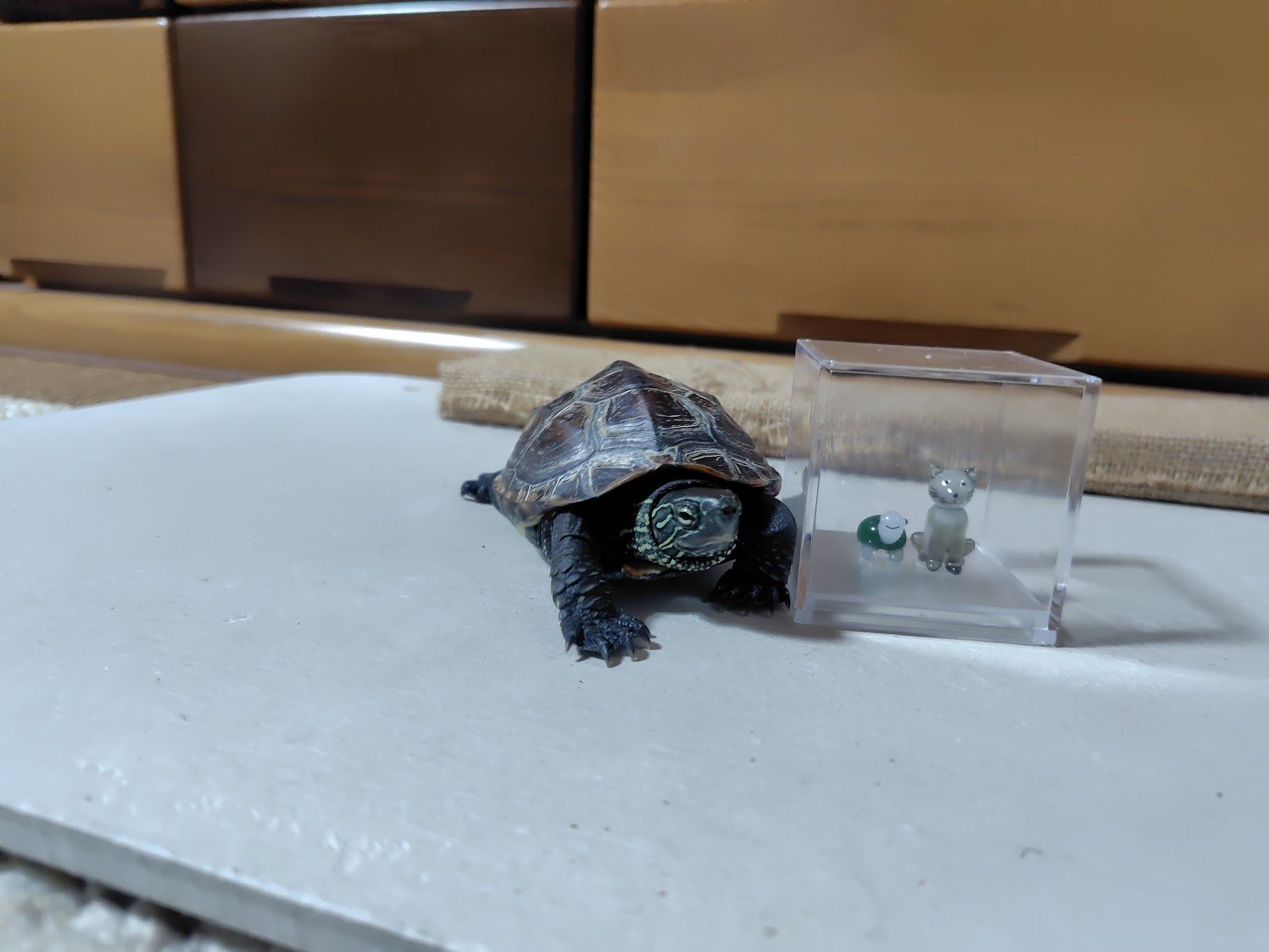 （写真提供：あめちさん）