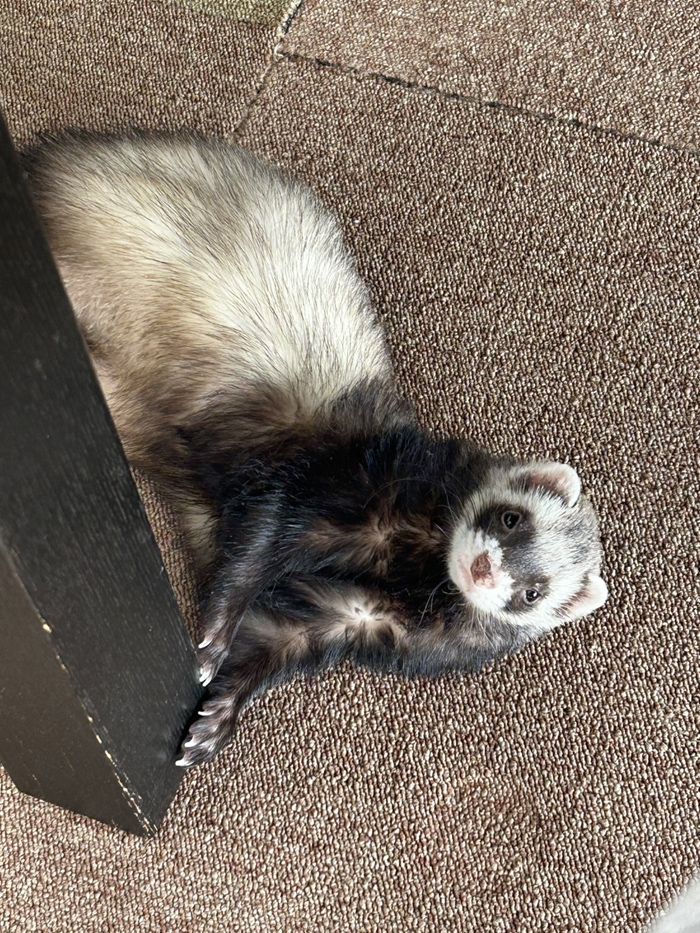 夫婦のLINEのやりとりも、マロンくんの様子や写真でいっぱいになった（写真提供：ミキさん）