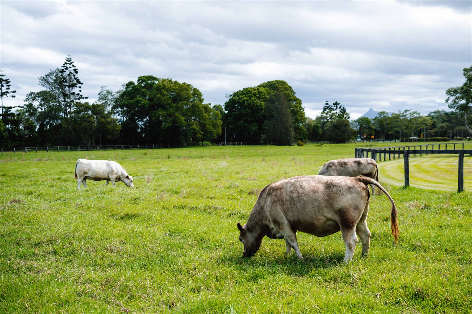 （写真：Automobili Lamborghini）