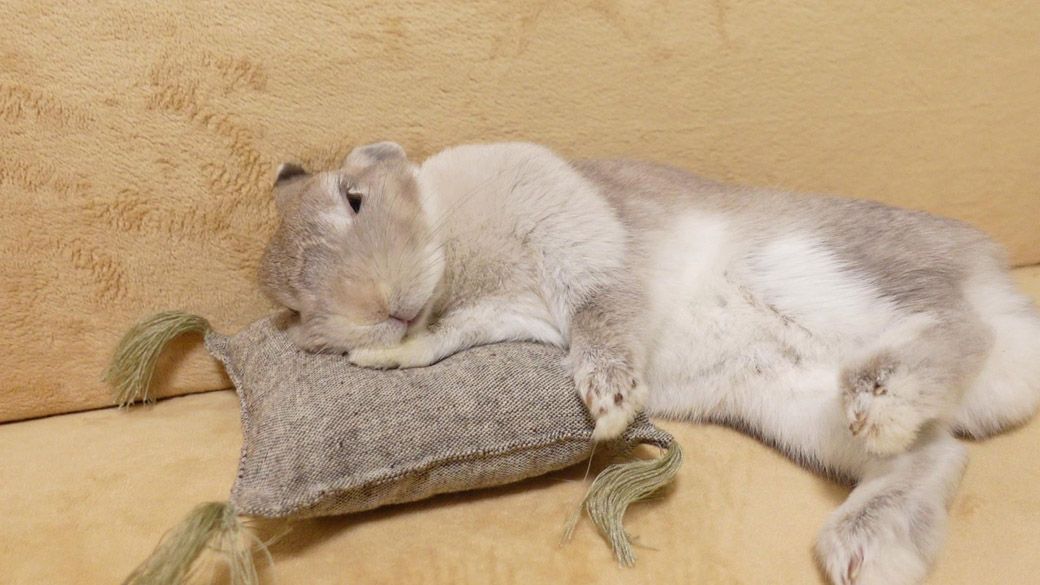 （写真：やすさん提供）
