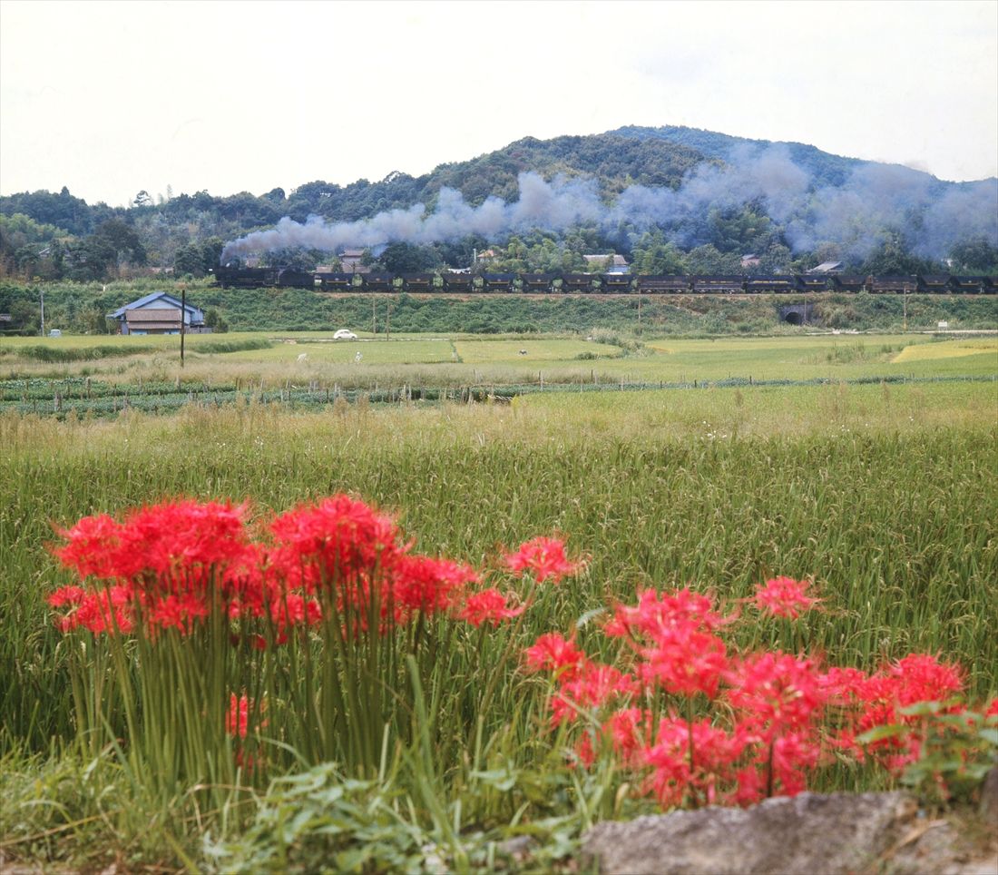 彼岸花咲く田川線油須原付近を行く（撮影：南正時）