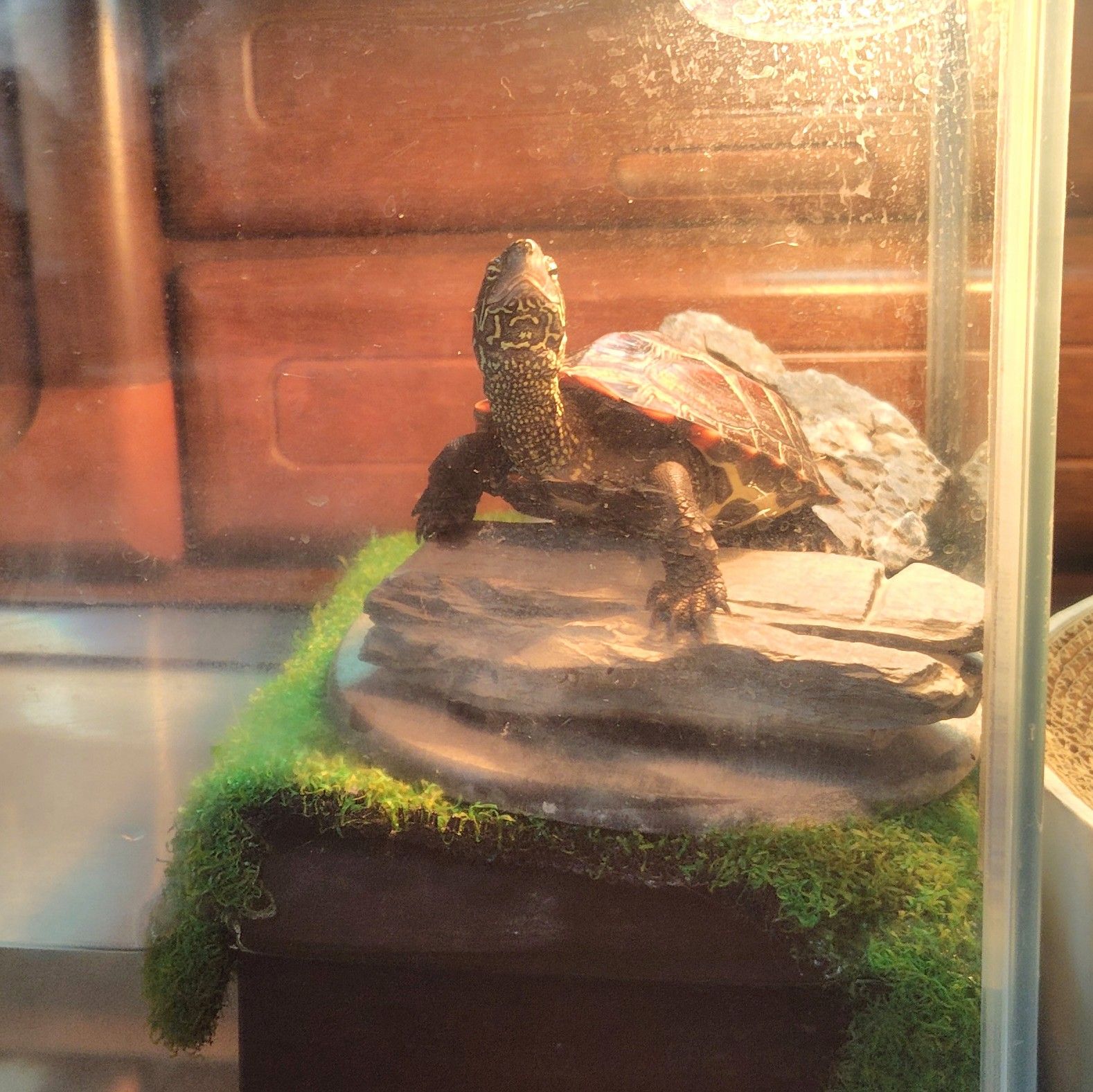 いつも変わらず待っている軍曹くん（写真提供：あめちさん）