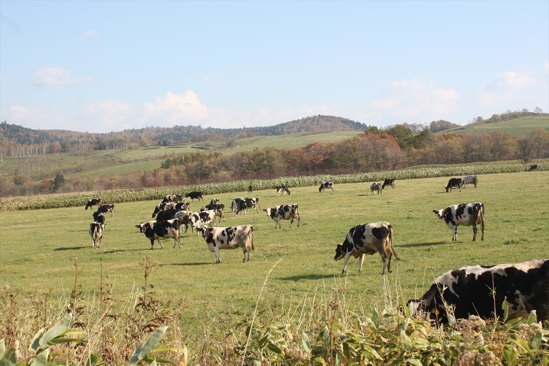 上徳志別駅の旧予定地周辺は超過疎地帯で人の姿はほとんど見えないが、放牧された牛は多い。このあたりから美幸線は山岳地帯に入っていく（筆者撮影）