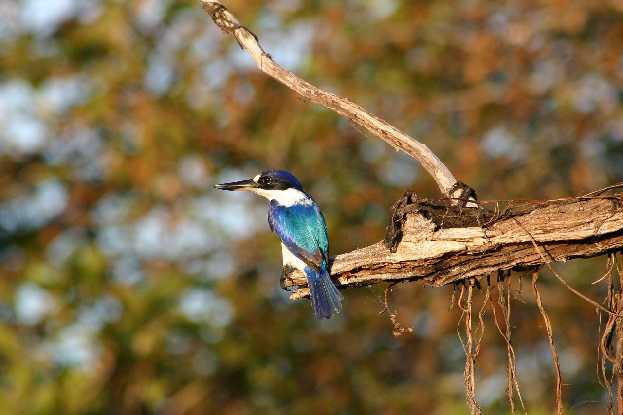 カワセミの一種など美しい鳥も多く棲息する（写真：筆者撮影）