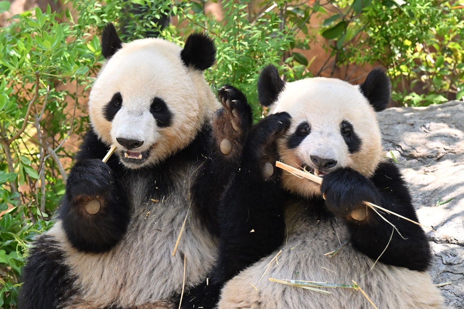 シャオシャオ、レイレイ。2023年5月4日撮影（写真：高氏さん提供）