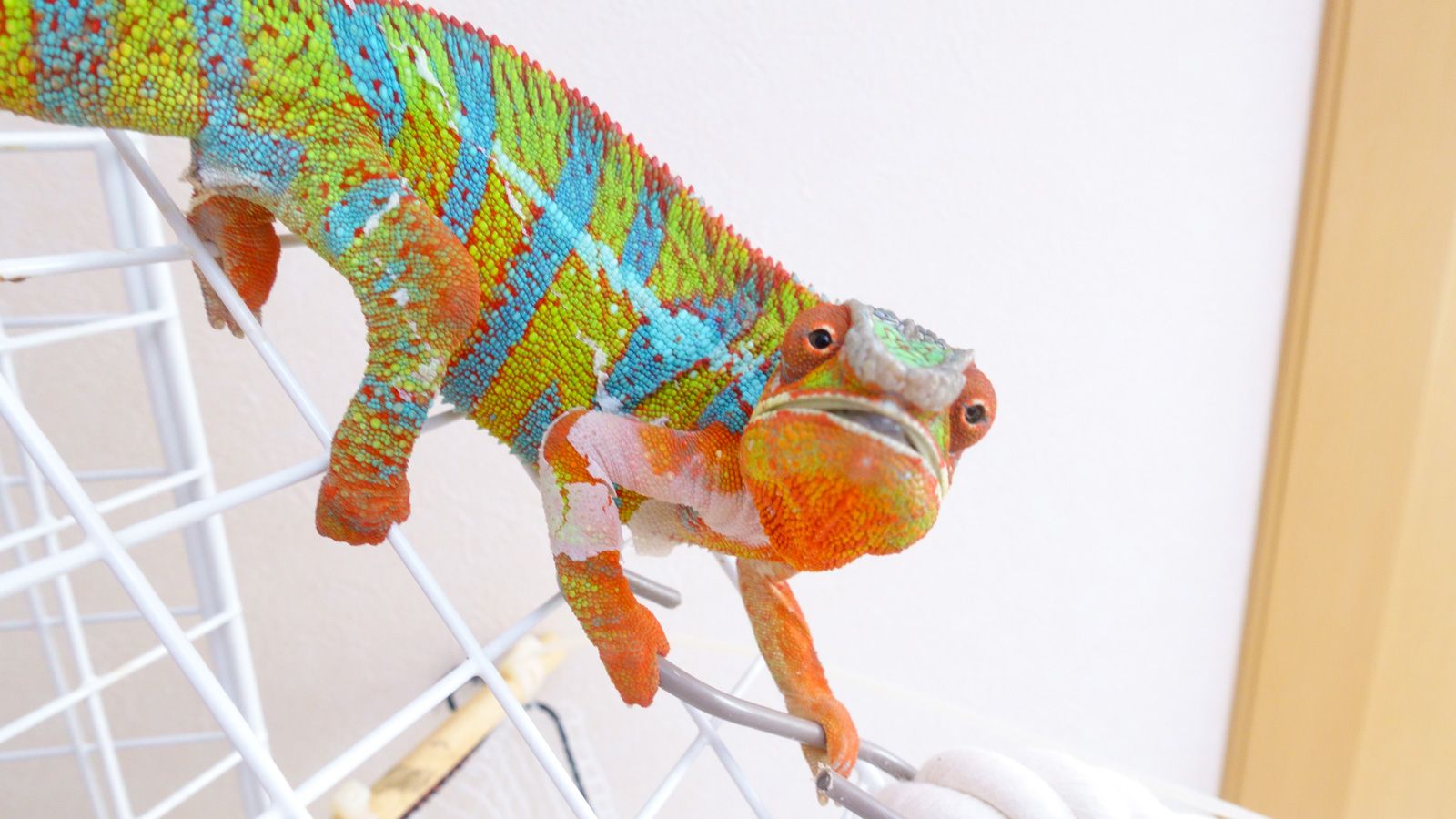 カメレオンは、感情が丸見えでギャグ漫画のようにわかりやすいという（写真提供：山村さん）