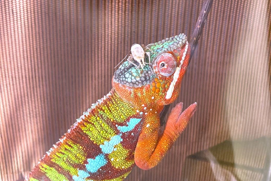 山村さん宅では、生餌としてコオロギを飼育している（写真提供：山村さん）