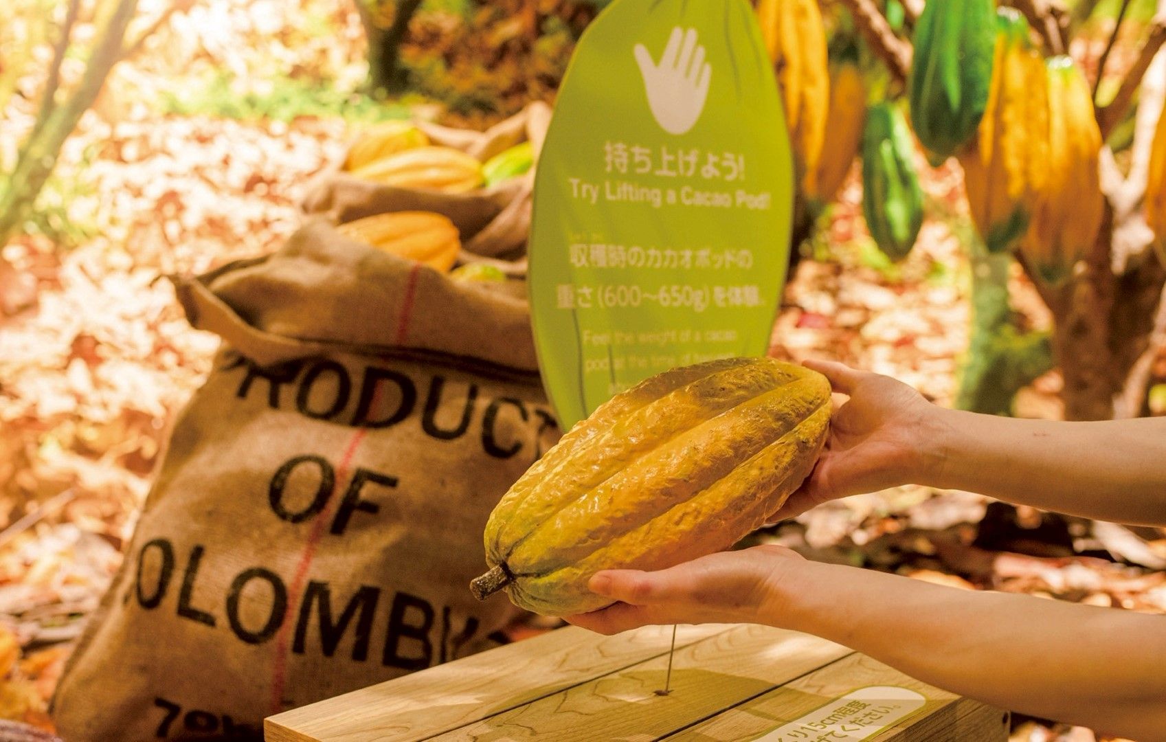 施設内では、カカオの栽培からチョコレート製品の製造まで視覚的かつ体験的に理解できる工夫が随所に凝らされており、子どもから大人まで楽しく触れることができる（写真：ロイズコンフェクト提供）