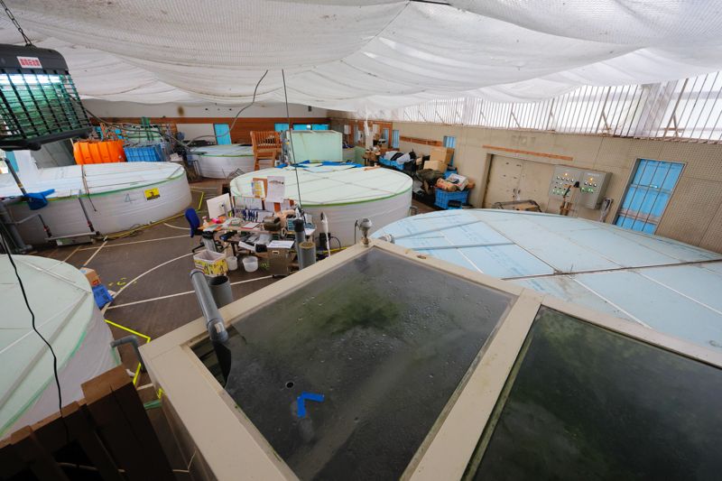 体育館を利用したうなぎの養殖施設（写真：村上悠太）