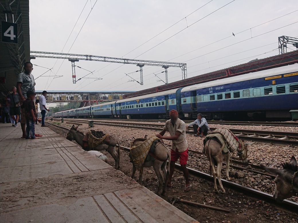 インドでは牛、野良犬、猿、猫、リスなどの動物が市内を我が物顔で歩いている。誇張ではなく、人間と動物が共存しながら暮らしている（筆者撮影）