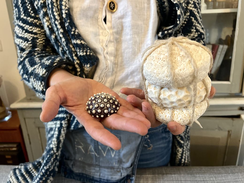 カリブ海のセント・マーチン島で見つけた貝（筆者撮影）