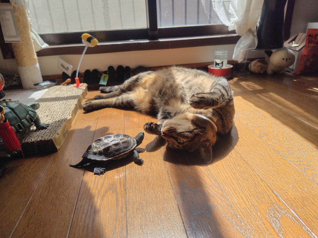 軍曹くんの部屋んぽ時間。猫の小雪ちゃんと一緒にゆっくり日向ぼっこ（写真提供：あめちさん）