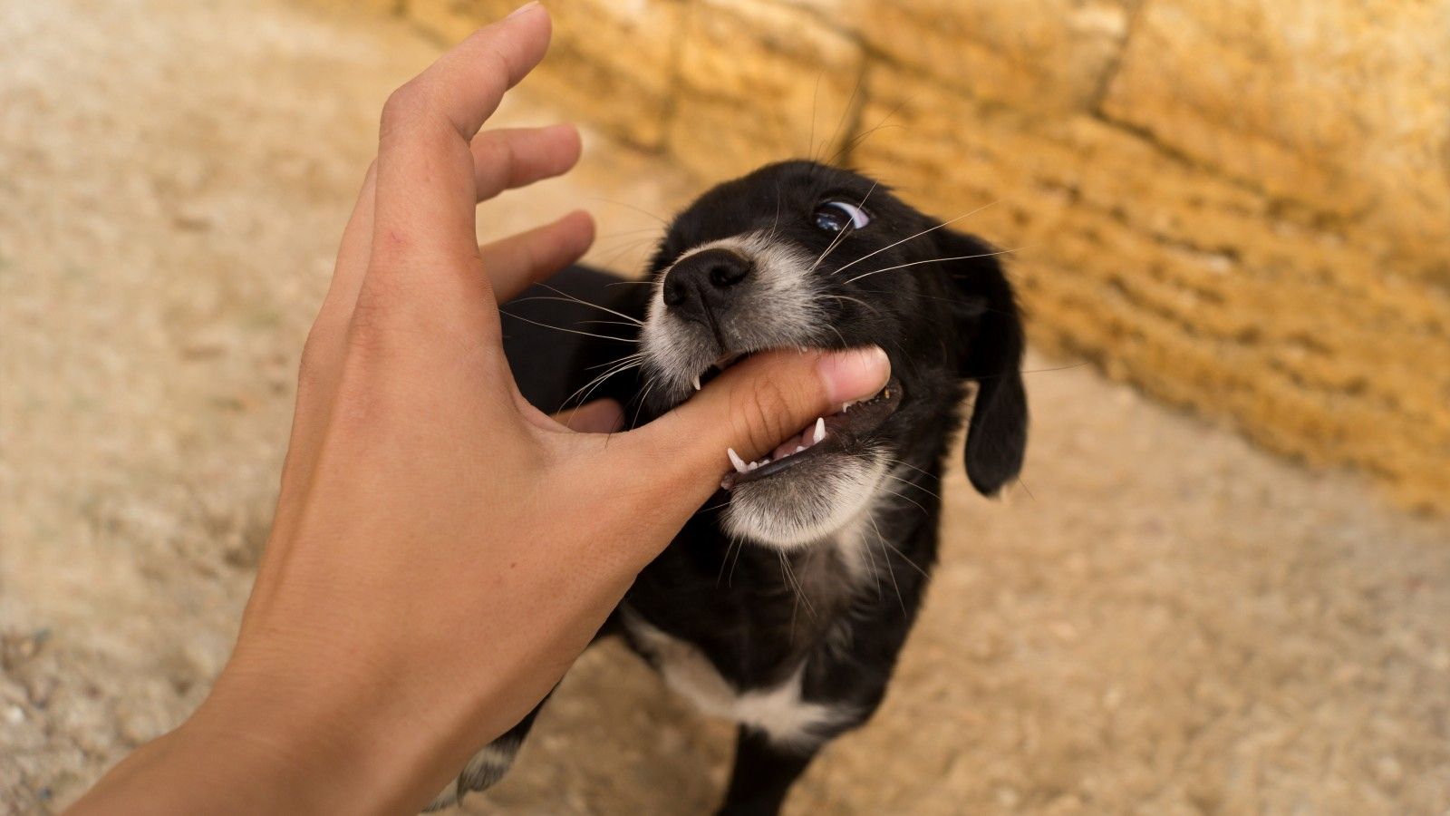 子犬のかみつき に悩む人が知るべき6の方法 ペット 東洋経済オンライン 経済ニュースの新基準