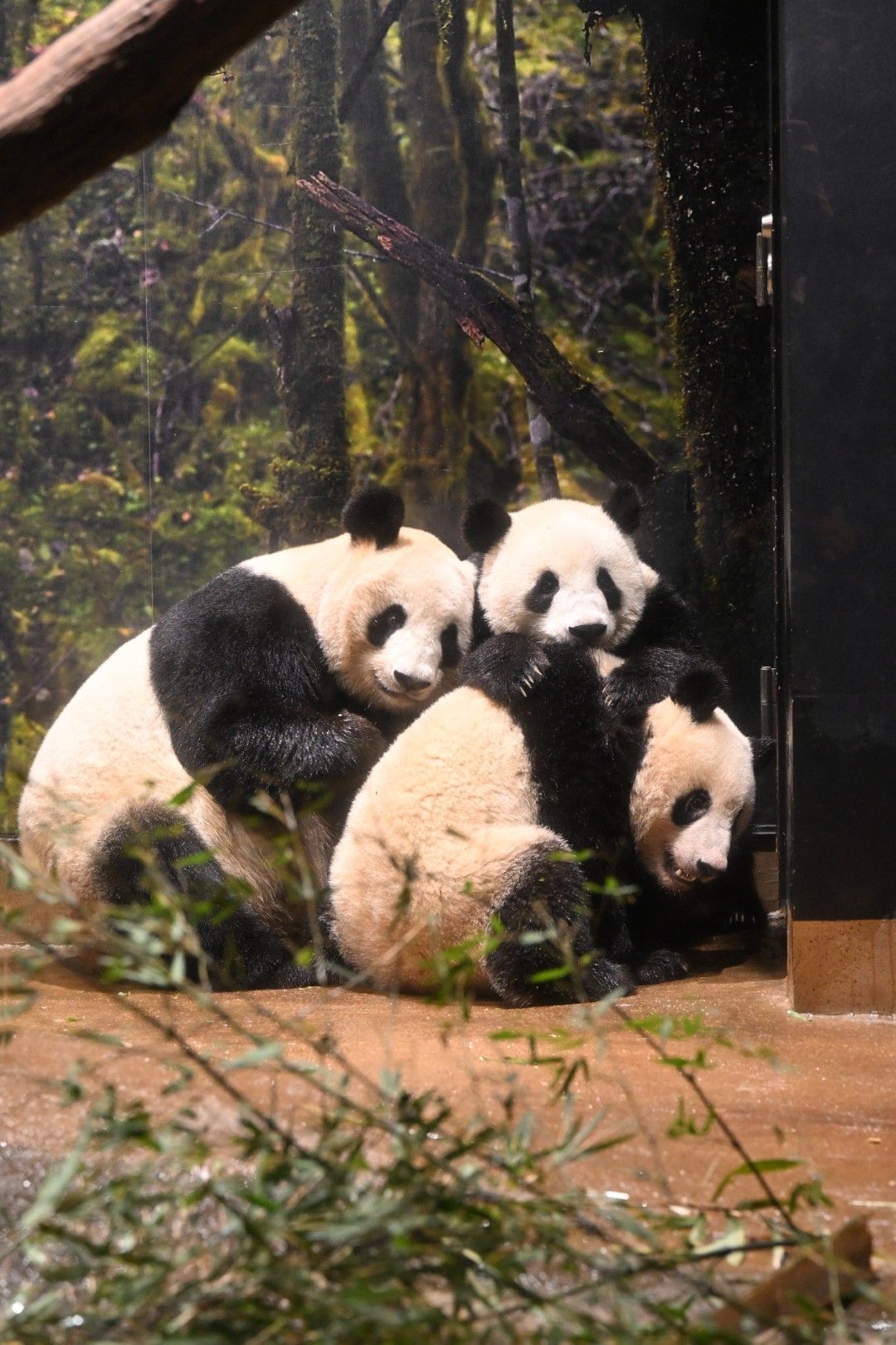 シンシン、シャオシャオ、レイレイ。2023年2月5日撮影（写真：高氏さん提供）