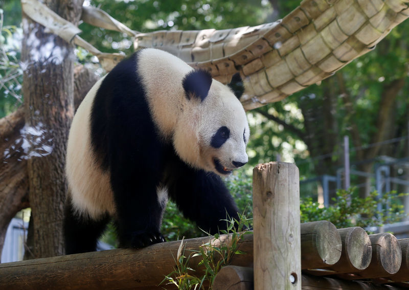 Are pandas in japan