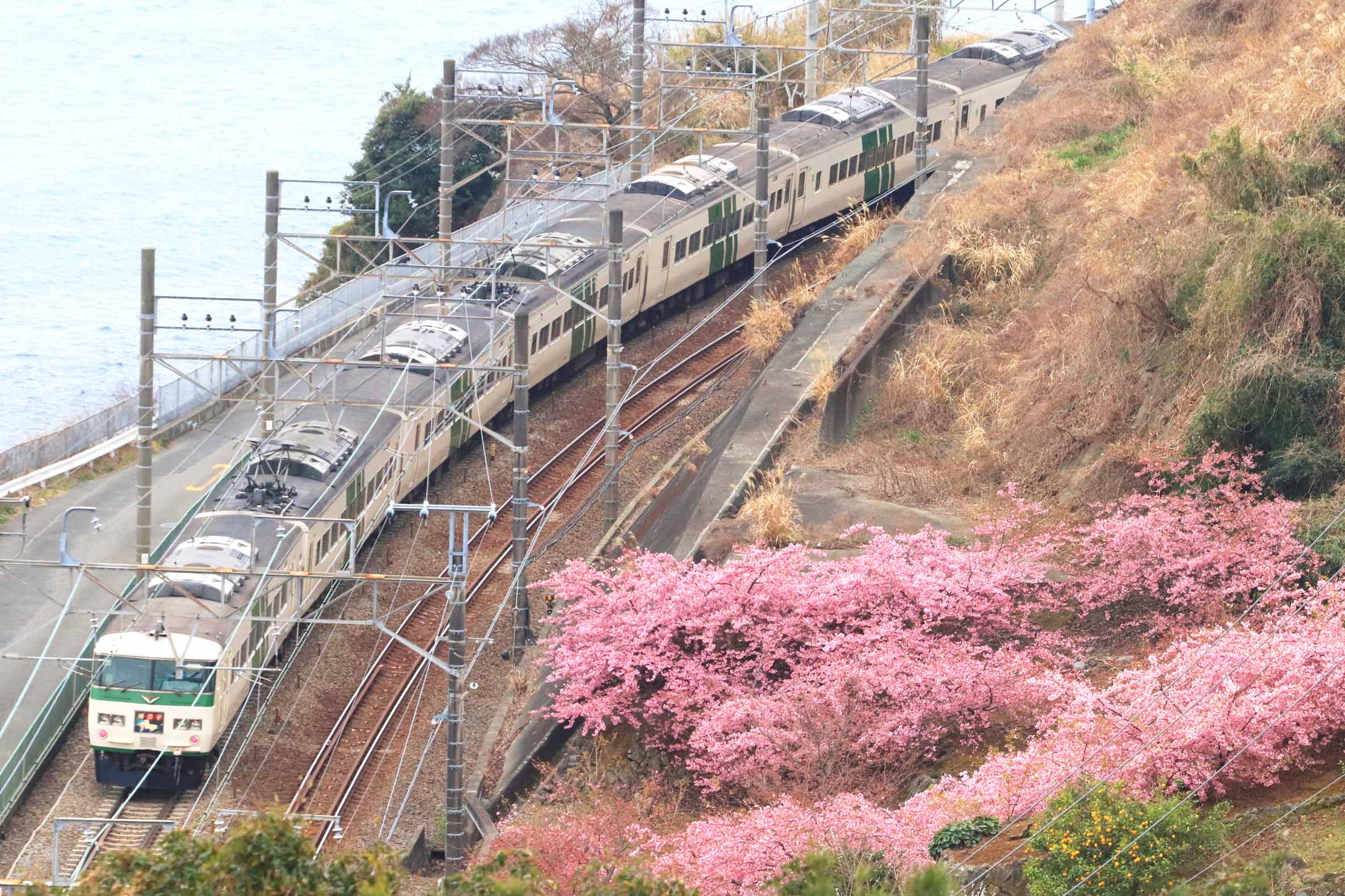 河津桜と185系「踊り子」（撮影：南正時）