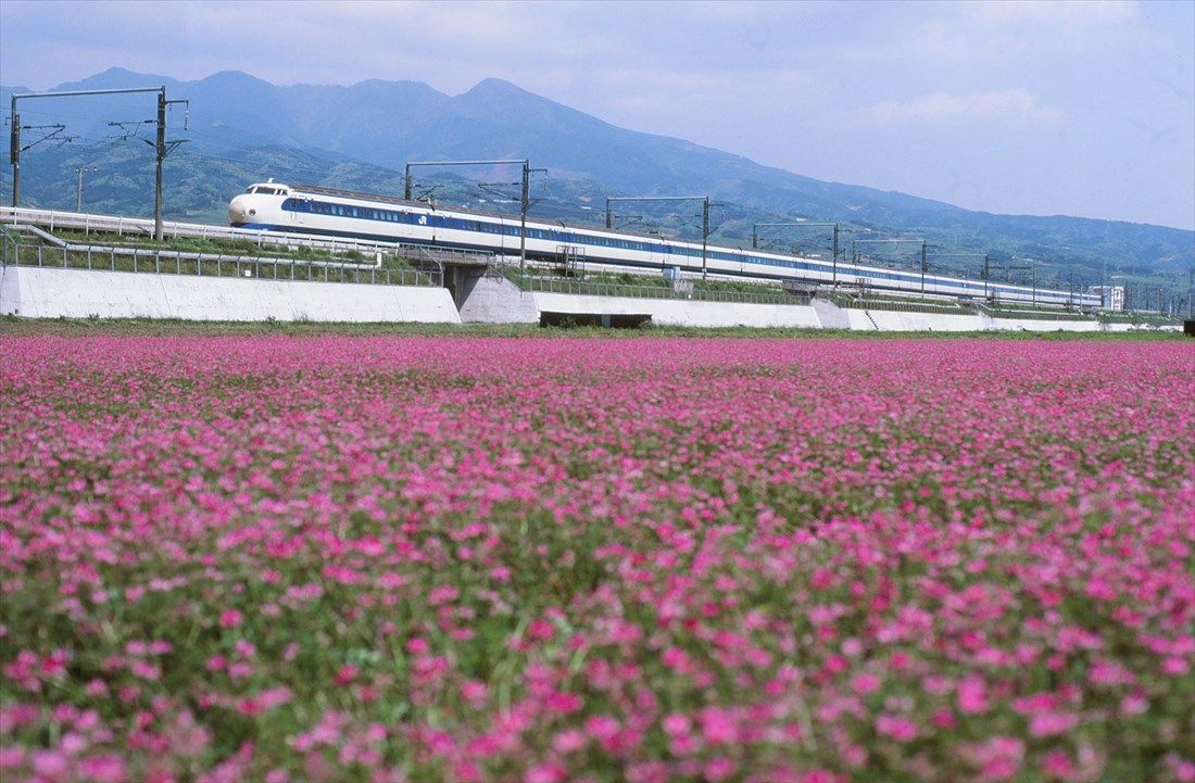 新富士付近、一面に広がる花畑と0系（撮影：南正時）