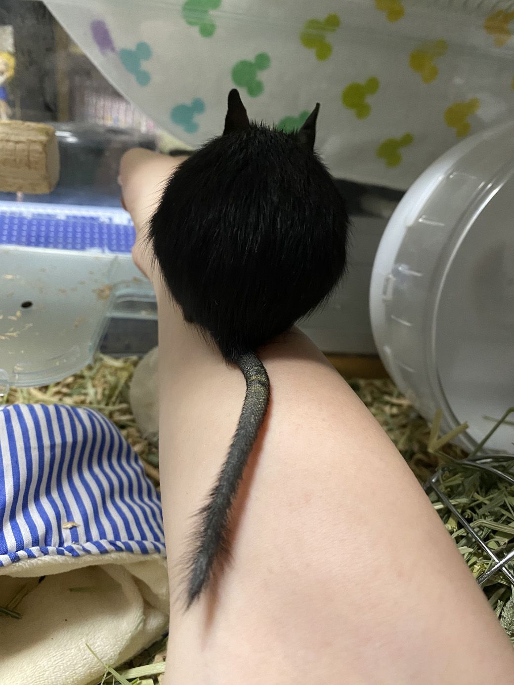 （写真：みきさん）