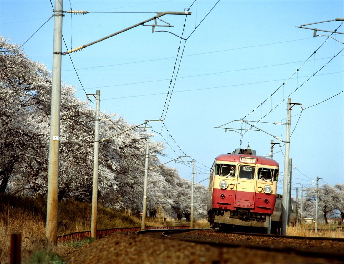 東北本線の桜の名所として知られる大河原付近を走る急行「まつしま」と「ばんだい」の多層建て列車（撮影：南正時）