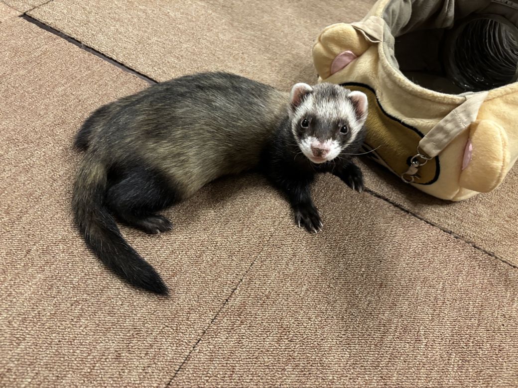 マロンくんはもうすぐ5歳。病院にも定期的に通院している（写真提供：ミキさん）