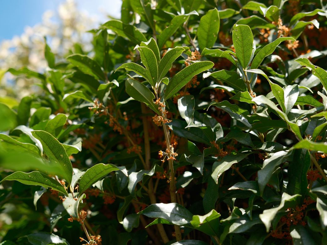 金木犀の香りは期間限定だからと、毎年嬉しくなるのは私だけだろうか（筆者撮影）