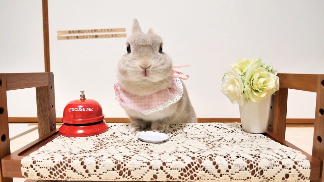 ベルを鳴らすとおやつがもらえることも覚えた（写真提供：やすさん）