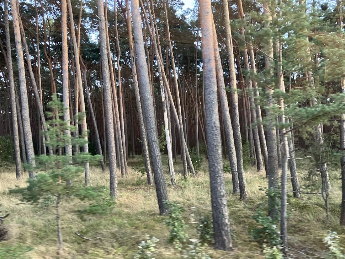 旧東ドイツ時代に列車からの視界を遮るために植えられた林（筆者撮影）