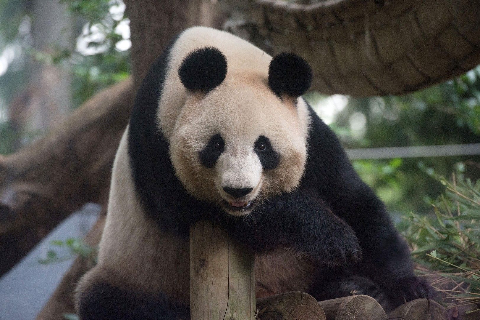 シンシン。2015年10月10日撮影（写真：高氏さん提供）