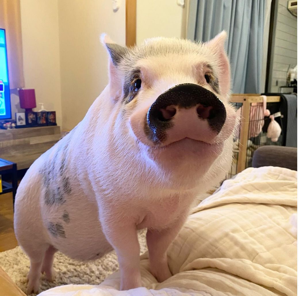 おもちくん5歳（写真提供：しおりさん）